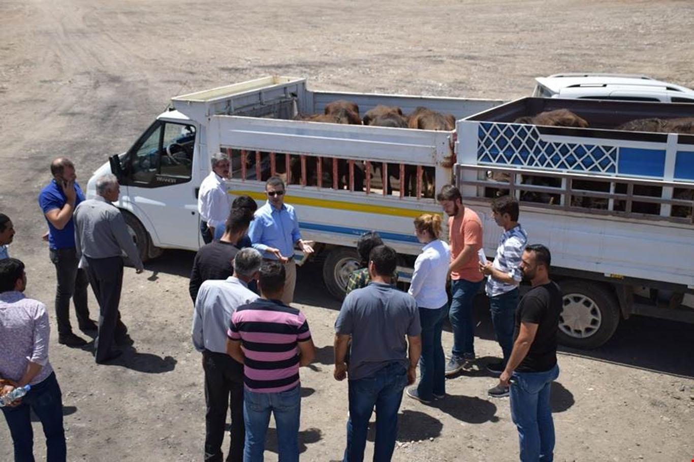 Kozluk'ta "Genç Çiftçi Projesi" kapsamında hibe hayvan dağıtıldı